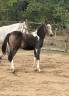 Merrie Franse rijpony PFS Te koop 2026 Bont