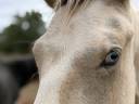 Hengst Franse rijpony PFS Te koop 2025 Bont