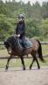 Ruin Andere pony rassen Te koop 2018 Isabel