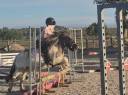Merrie Shetland Te koop 2023 Bont