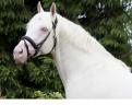 Ter Dekking: McJonnas Warmbloed Cremello