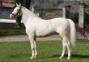URBAN LEGEND EQUI'REV - Creme 2008 ,  FENNDI EL KEBIR (CREME)