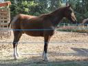 Ruin Appaloosa Te koop 2009 Donker bruin / bai ,  Aladin (1/2 Curly)