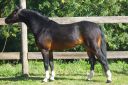 Dekhengst Franse rijpony PFS Te koop 1999 Isabel