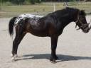 Dekhengst Curly Te koop 2011 Appaloosa