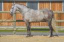 Ruin PRE Puur Ras Spaans Te koop 2018 Schimmel