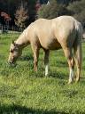 Veulen (ml) Appaloosa Te koop 2020 Palomino ,  BOGIEPLATED JAC (ApHC)