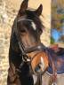 Ruin Franse rijpony PFS Te koop 2013 Donker bruin / bai ,  NINIO DE ROX