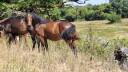 Veulen (ml) Franse rijpony PFS Te koop 2023 Donker bruin / bai ,  Montbazillac du Lin