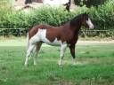 im rascal lody tr - Paint Horse 2021 ,  Little Buck Rascal