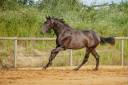 Ruin Lusitano Te koop 2021 Schimmel ,  QUIEFE HP