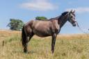 Veulen (ml) Lusitano Te koop 2022 Schimmel ,  QUIEFE HP