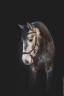 Veulen (ml) Lusitano Te koop 2022 Schimmel ,  QUIEFE HP