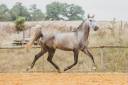 Veulen (ml) Lusitano Te koop 2022 Schimmel ,  QUIEFE HP