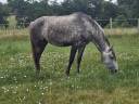 Veulen (vr) Lusitano Te koop 2021 Schimmel