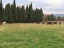 Hippisch vastgoed Koop Bouches-du-Rhône