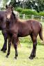 Veulen (vr) Franse rijpony PFS Te koop 2024 Isabel ,  Izar de la Fosse