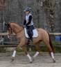 Merrie Westphalian Te koop 2021 Vos ,  Secret