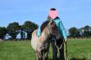 Veulen (ml) Shetland Te koop 2024 Muisgrijs ,  EXKI DE LA MERLETIERE