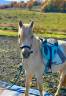 Veulen (ml) Welsh Partbred Te koop 2023 Palomino ,  itak de l'ourea
