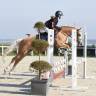Merrie Franse rijpony PFS Half pension 2017 Palomino