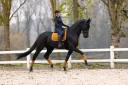 Super safe and easy GP-Prospect 6yo