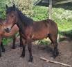 Hengst Andere paarden rassen Te koop 2024 Donker bruin / bai ,  Teriaki