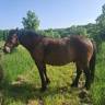 Ruin Andere paarden rassen Te koop 2016 Donker bruin / bai