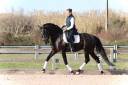 Ruin Lusitano Te koop 2019 Zwart ,  ESQUIVO