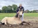 Veulen (vr) Lusitano Te koop 2024 Isabel ,  Prestigio