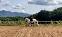 Ruin Lusitano Te koop 2017 Schimmel ,  ARAGAO (PRT)