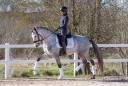 Ruin Lusitano Te koop 2021 Schimmel ,  Aslan du Fesquet