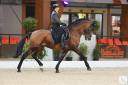 Dior du Fesquet - Lusitano 2013 ,  Rubi Ar