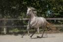 Merrie Lusitano Te koop 2018 Schimmel ,  ESCORIAL SRB