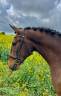 Ruin Lusitano Te koop 2019 Donker bruin / bai ,  Indigo LBA