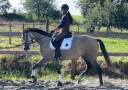 Merrie Lusitano Te koop 2020 Schimmel ,  Jasmim plus