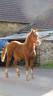 Ruin New Forest Te koop 2024 Vos ,  KHAN COLORDREAM