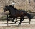 Hengst PRE Puur Ras Spaans Te koop 2019 Donker bruin / bai