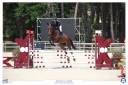 Merrie Selle Français Te koop 2021 Donker bruin / bai ,  MASTER VAN DE HELLE (BEL) SBS 1996