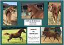 Veulen (vr) Arabier Te koop 2022 Vos ,  RAMSES ORIENTAL