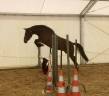 Ruin Arabisch halfbloed Te koop 2022 Donker bruin / bai ,  RAMSES ORIENTAL