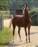 Ruin Arabisch halfbloed Te koop 2024 Vos ,  RAMSES ORIENTAL