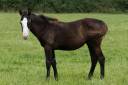 Veulen (vr) Paint Horse Te koop 2024 Zwart