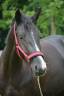 Te koop: talentvolle 5 jarige Toto jr merrie