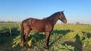 Hengst Lusitano Te koop 2022 Bruin / Bai