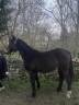 Merrie Franse rijpony PFS Te koop 2023 Bruin / Bai ,  Renoir WE