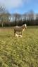 Veulen (vr) Welsh Pony (Section B) Te koop 2025 Crème ,  TECK DES ASTERIES
