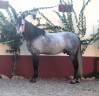 Hengst PRE Puur Ras Spaans Te koop 2017 Schimmel