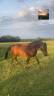 Merrie Ras onbekend Te koop 2012 Bruin / Bai