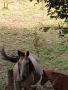 Merrie Palomino Te koop 2018 Isabel ,  Miracle du Moulin Pre